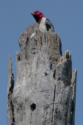 Red-headed Woodpecker