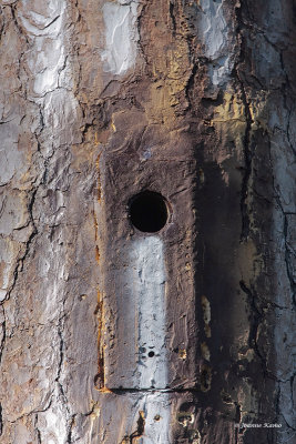 Artificially Created Nesting Cavity, and Sap Lines used to Attract the Woodpeckers