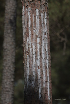 Artificial Sap Lines Used to Attract Red-Cockaded Woodpeckers to the Artificial Nest Cavity
