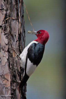 Red-Headed Woodpecker