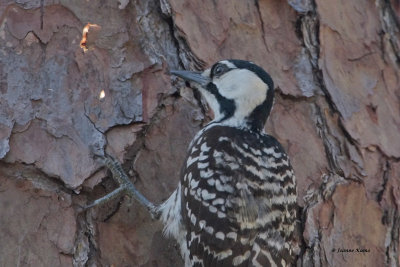 Red-cockaded Woodpecker