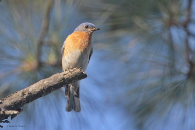 Eastern Bluebird