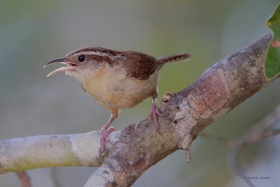 Carolina Wren