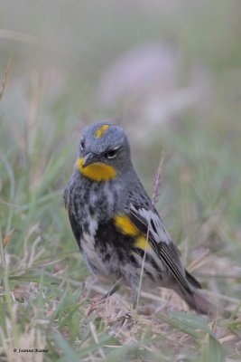 Audubon's Yellow-rumped Warbler