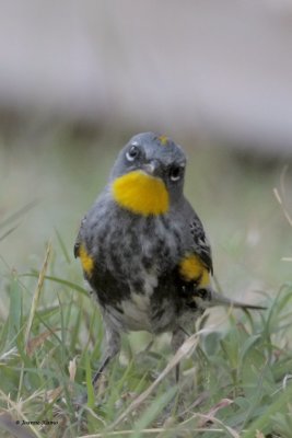 Audubon's Yellow-rumped Warbler