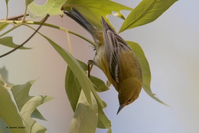 Pine Warbler