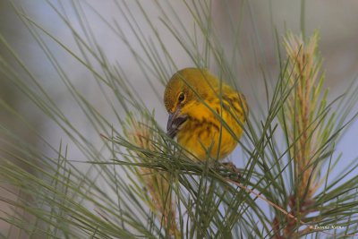 Pine Warbler