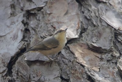 Brown-headed Nuthatch