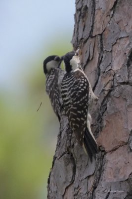 Red-cockaded Woodpeckers
