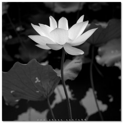 Lotus - A