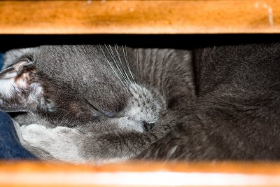 Cat-in-a-Box