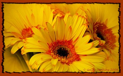 GERBER DAISIES