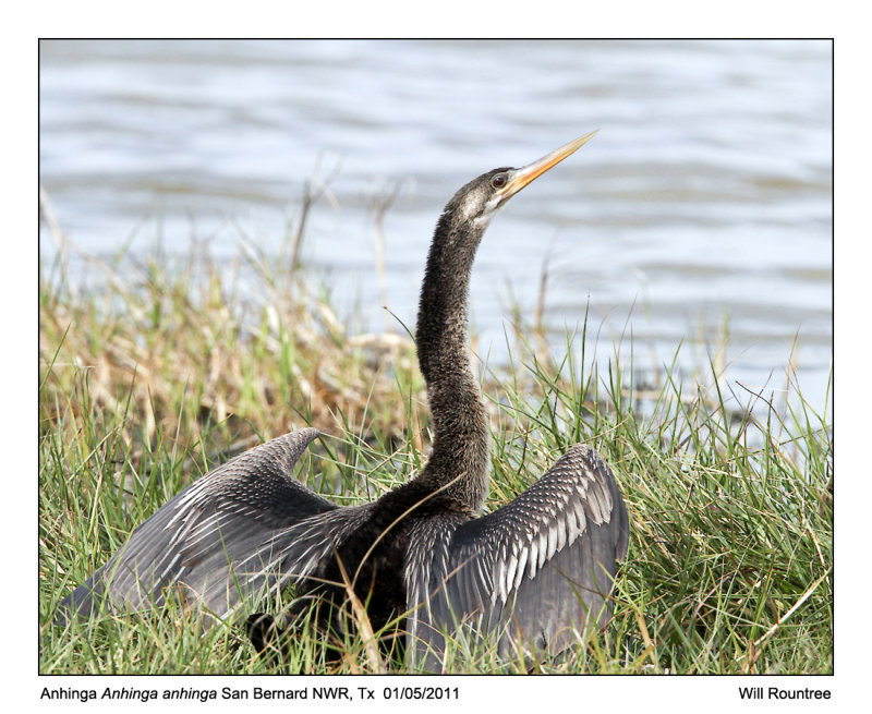 IMG_7741_Anhinga_10x100.jpg