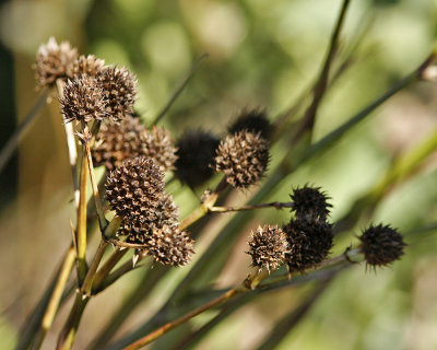 img_2889_RattlesnakeMaster_11x100.jpg