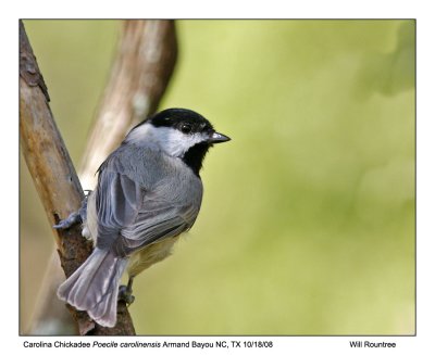 IMG_2920_Chickadee_11x100.jpg