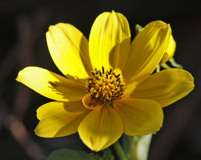 IMG_3150_Yellowflower_11x100.jpg
