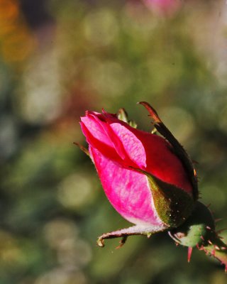 _MG_4322_Rose_11x100.jpg