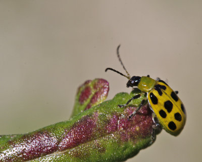 _MG_4378_Ladybug_11x100.jpg