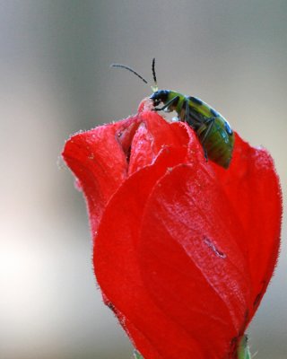 _MG_9710_Ladybug_11x100.jpg