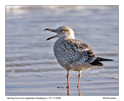 _MG_5193_HerringGull_11x100.jpg