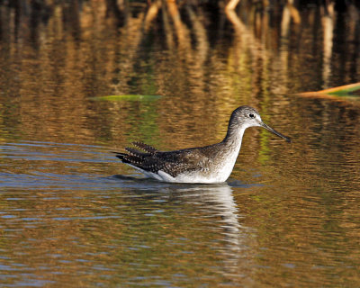 _MG_5270_GtrYellowlegs_10x100.jpg