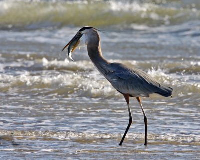 _MG_5373_GbHeron_10x100.jpg