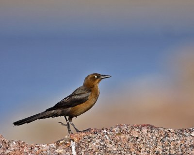 _MG_6944_Grackle_10x100.jpg