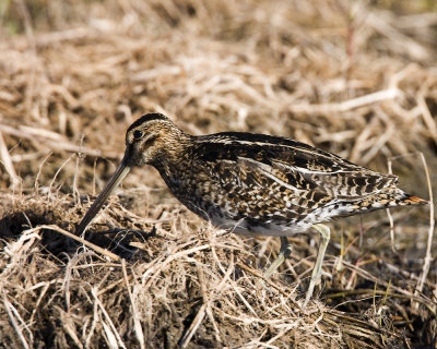 img_8562_WilsonSnipe_10x100.jpg