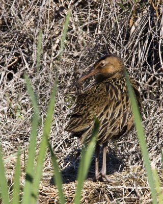 img_8737_KingRail_10x100.jpg