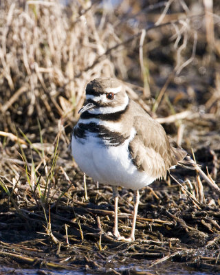 img_8573_Kildeer_10x100.jpg