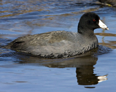 img_8717_Coot_10x100.jpg