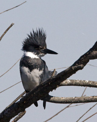 img_8774_BeltedKingfisher_10x100.jpg