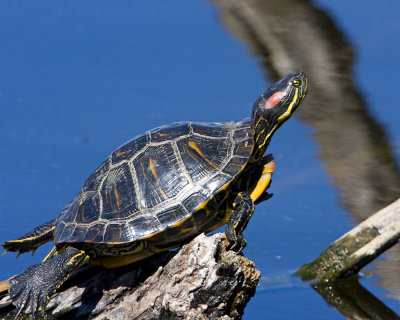 img_8799_Red-earedSlider_10x100.jpg