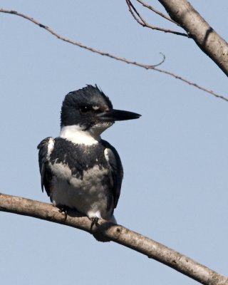 img_9213_BeltedKingfisher_10x100.jpg