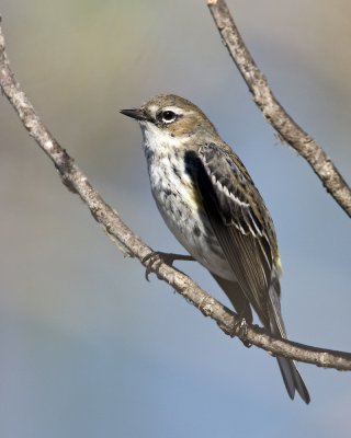 img_9231_YrWarbler_10x100.jpg