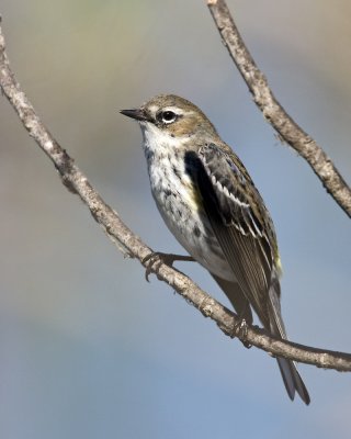 img_9231_YrWarbler_10x100.jpg