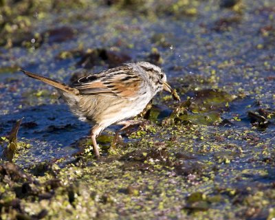 img_9398_SwampSparrow_10x100.jpg