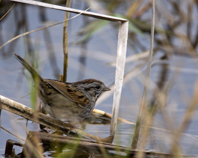 _MG_9661_SwampSparrow_10x100.jpg