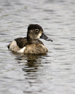 _MG_9667_RingbillDuck_10x100.jpg