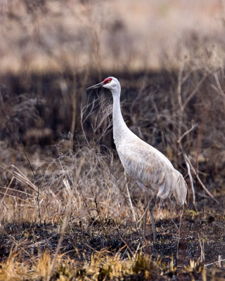 img_9573_SandhillCrane_10x100.jpg