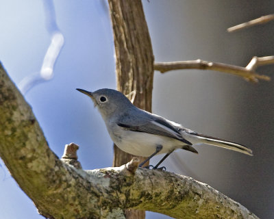 img_0069_BgGnatcatcher_10x100.jpg