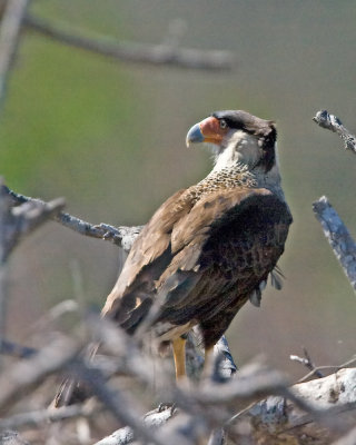 img_0175_Caracara_10x100.jpg