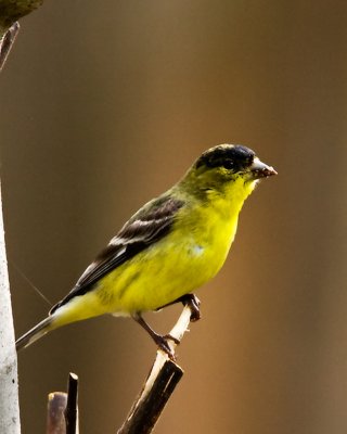 img_0229_AmGoldfinch_10x100.jpg