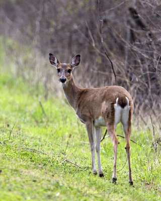 IMG_0300_Deer_10x100.jpg