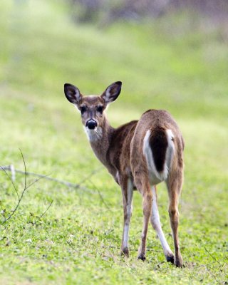 IMG_0303_Deer_10x100.jpg