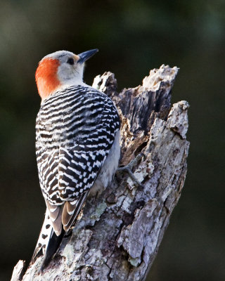 IMG_0307_RbWoodpecker_10x100.jpg