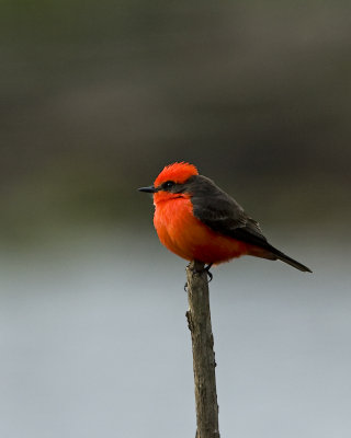 IMG_0384_VFlycatcher_10x100.jpg