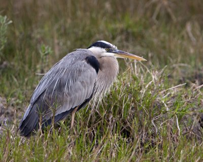 IMG_0436_GbHeron_10x100.jpg