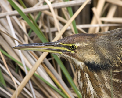 IMG_0490_AmBittern_10x100.jpg