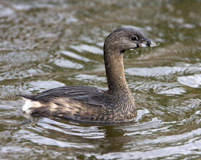 IMG_0493_PbGrebe_10x100.jpg